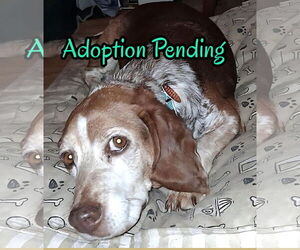 Beagle Dogs for adoption in Dunnellon, FL, USA