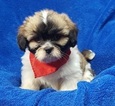 Small Photo #44 Lhasa Apso Puppy For Sale in BUFFALO, MO, USA