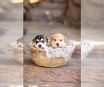 Small #10 Mutt