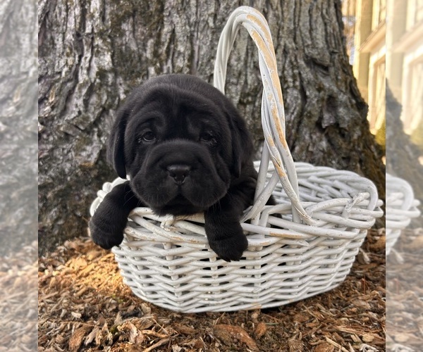 Medium Photo #4 Cocker-Pei Puppy For Sale in MIDDLEBURY, IN, USA