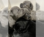 Small #2 Cane Corso