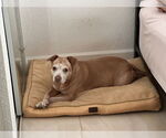 Small American Pit Bull Terrier