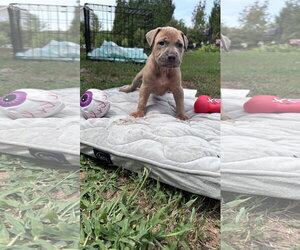 American Staffordshire Terrier-Unknown Mix Dogs for adoption in Holly Springs, NC, USA