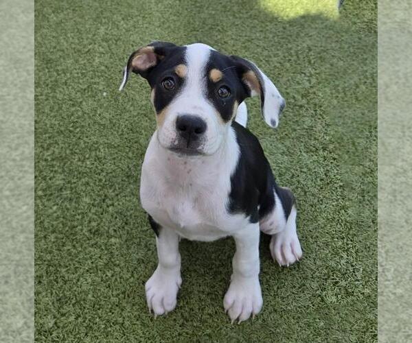 Medium Photo #5 Labrador Retriever-Unknown Mix Puppy For Sale in San Diego, CA, USA