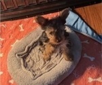 Small #5 Yorkshire Terrier