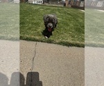 Puppy Puppy 8 Cane Corso