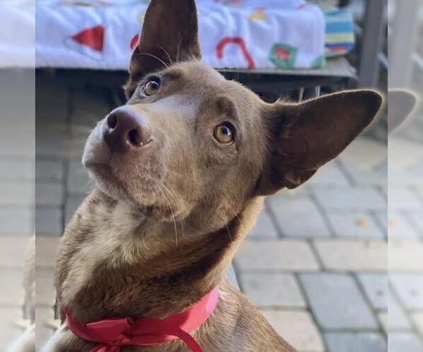 Medium Photo #4 Australian Kelpie-Unknown Mix Puppy For Sale in San Diego, CA, USA