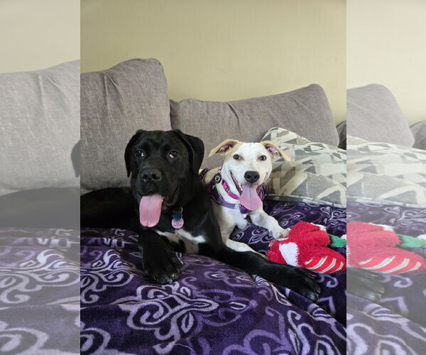 Medium Photo #7 Jack Russell Terrier-Unknown Mix Puppy For Sale in Princeton, MN, USA