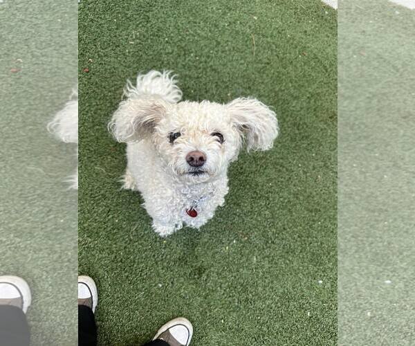 Medium Photo #2 Poodle (Miniature)-Unknown Mix Puppy For Sale in Tempe , AZ, USA