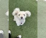 Small #1 Poodle (Miniature) Mix
