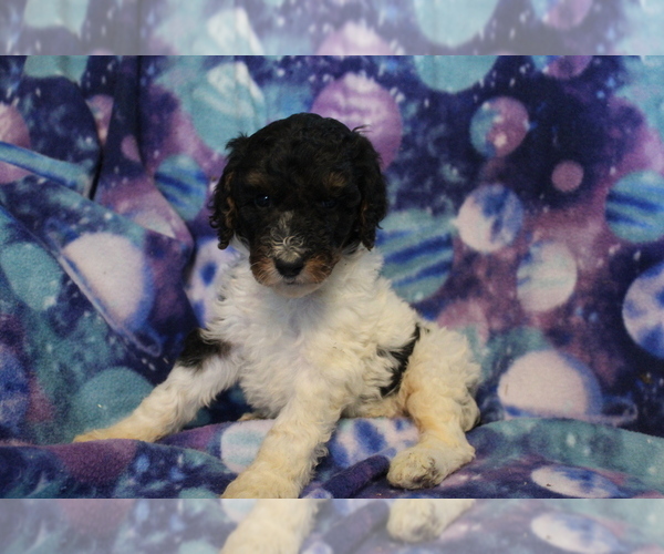 Medium Photo #9 Poodle (Standard) Puppy For Sale in JOICE, IA, USA
