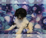 Small Photo #9 Poodle (Standard) Puppy For Sale in JOICE, IA, USA