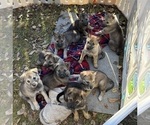 Small #2 German Shepherd Dog-Timber Wolf Mix
