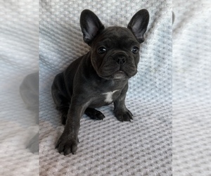 French Bulldog Puppy for sale in PITTSBURG, CA, USA
