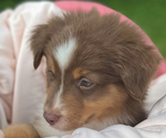 Small #3 Miniature American Shepherd