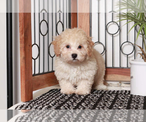 Poochon Puppy for sale in NAPLES, FL, USA
