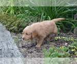 Small #1 Golden Retriever