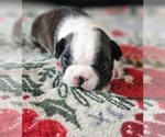 Small #3 Boston Terrier