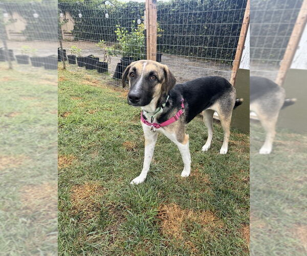 Medium Photo #4 Anatolian Pyrenees Puppy For Sale in W Hollywood, CA, USA