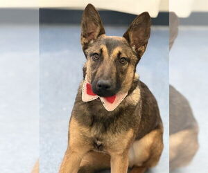 Mutt Dogs for adoption in Santa Barbara, CA, USA