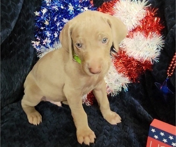 Medium Photo #14 Weimaraner Puppy For Sale in NEWCASTLE, OK, USA