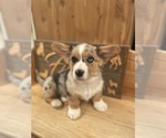 Small #2 American Corgi