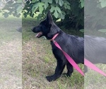 Small #2 German Shepherd Dog