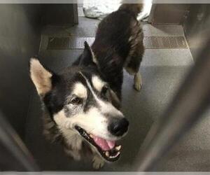 Siberian Husky Dogs for adoption in Orange, CA, USA