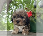 Small #9 Schweenie