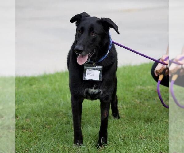 Medium Photo #8 Labrador Retriever-Unknown Mix Puppy For Sale in San Diego, CA, USA