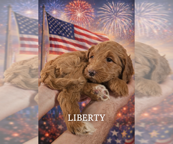 Medium Photo #1 Labradoodle mix (+ Poodle Standard) Puppy For Sale in WASILLA, AK, USA