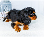Small Photo #34 Cavalier King Charles Spaniel Puppy For Sale in WAKARUSA, IN, USA