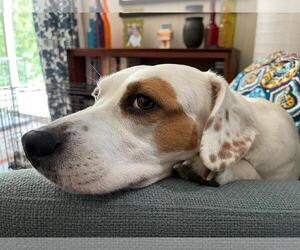 Poppy - Female Labrador Retriever Dog for Adoption - Photo #5