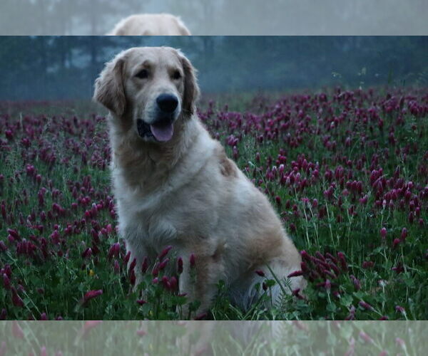 Medium Photo #1 English Cream Golden Retriever Puppy For Sale in ROCKY FACE, GA, USA