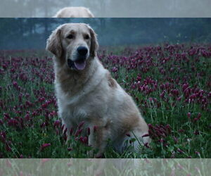 Father of the English Cream Golden Retriever puppies born on 03/07/2025
