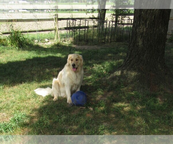Medium Photo #83 English Cream Golden Retriever Puppy For Sale in NORTHWOOD, OH, USA
