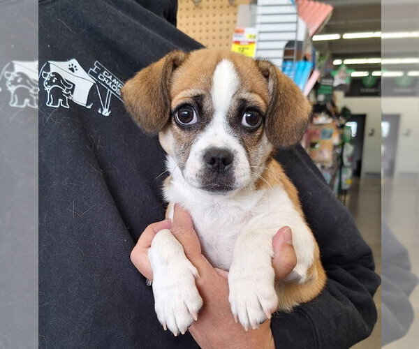 Medium Photo #1 Cheeks Puppy For Sale in House Springs, MO, USA