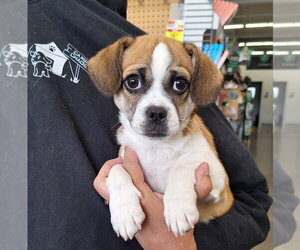 Cheeks Dogs for adoption in House Springs, MO, USA