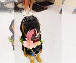 Small Photo #13 Rottweiler-Unknown Mix Puppy For Sale in Houston, TX, USA