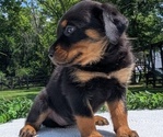 Small #3 Rottweiler