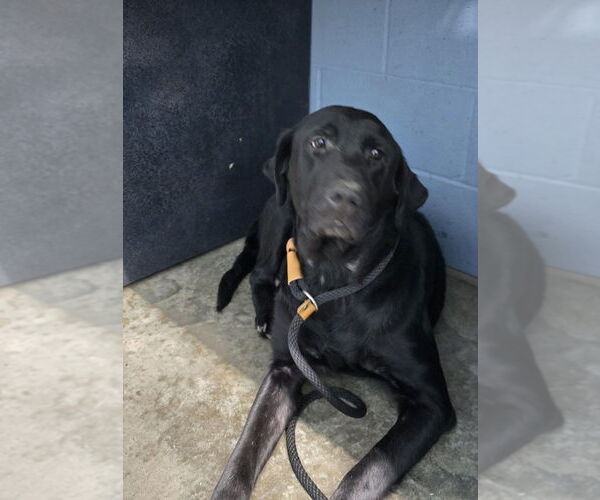 Medium Photo #3 Labrador Retriever-Unknown Mix Puppy For Sale in Evansville, IN, USA