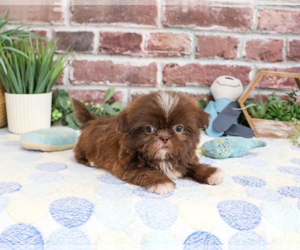 Medium Photo #2 Shih Tzu Puppy For Sale in SYRACUSE, IN, USA