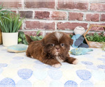 Small #1 Shih Tzu