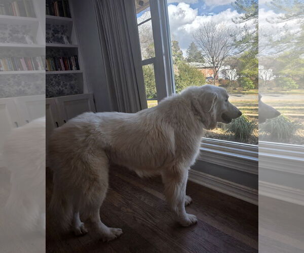 Medium Photo #6 Great Pyrenees-Unknown Mix Puppy For Sale in Thomasville, NC, USA