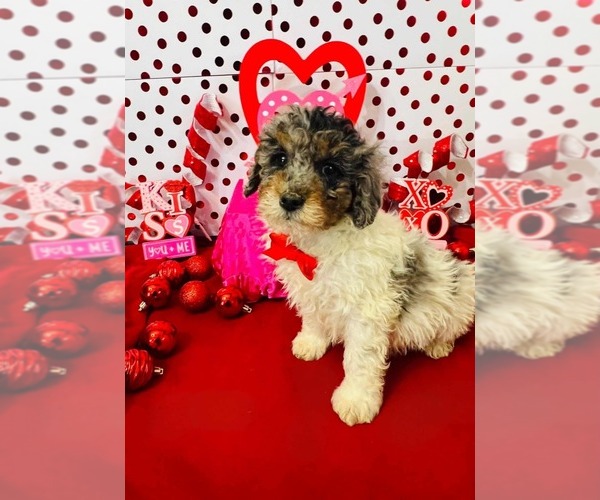 Medium Photo #3 Poodle (Miniature)-Poodle (Toy) Mix Puppy For Sale in INDIANAPOLIS, IN, USA