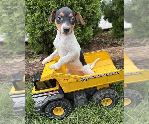 Medium Photo #3 Jack-Rat Terrier Puppy For Sale in MIDDLEBURY, IN, USA