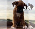 Small Photo #13 Boxer Puppy For Sale in WAUCHULA, FL, USA