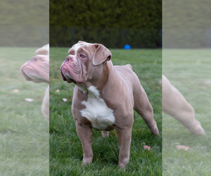 Mother of the Olde English Bulldogge puppies born on 11/10/2022