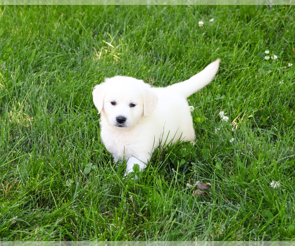 Medium Photo #3 English Cream Golden Retriever Puppy For Sale in SYRACUSE, IN, USA