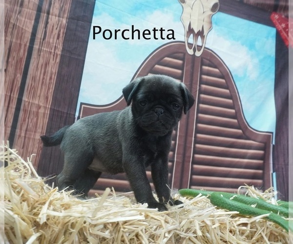 Medium Photo #1 Pug Puppy For Sale in SPRING CITY, PA, USA